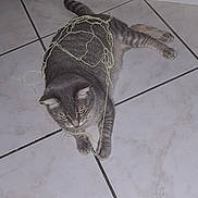 Arya a rejoint le concours — aidez-le/la à gagner de superbes lots ! animal, cabinet, cat, curious, domestic, floor, fur, gray_cat, household, indoor, paws, pet, playful, resting, string, tabby, tangled, tile_floor, whiskers, yarn