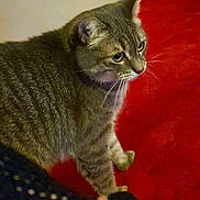 Arya participe au concours pour gagner de l'argent avec cette photo : animal, background_blur, carpet, cat, closeup, curious, domestic, feline, floor, fur, indoor, mammal, pet, red, side_view, soft_light, striped, tabby, texture, whiskers