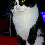 Loki a rejoint le concours — aidez-le/la à gagner de superbes lots ! animal, black_and_white, calm, cat, close_up, cute, domestic_cat, feline, fur, indoor, pet, pink_nose, portrait, quiet, red_blanket, sitting, tail, tuxedo_cat, whiskers, yellow_eyes