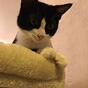 Loki participe au concours pour gagner de l'argent avec cette photo : animal, black_and_white, cat, claws, close_up, curious, cute, ears, feline, fur, home, indoor, looking_down, paw, perch, pet, pink_nose, playful, soft_texture, whiskers