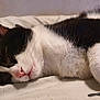 Loki participe au concours pour gagner de l'argent avec cette photo : animal, bed, black_and_white, blanket, cat, closeup, cozy, cute, domestic_animal, feline, fur, indoor, nose, peaceful, pet, relaxed, resting, sleeping, soft, whiskers