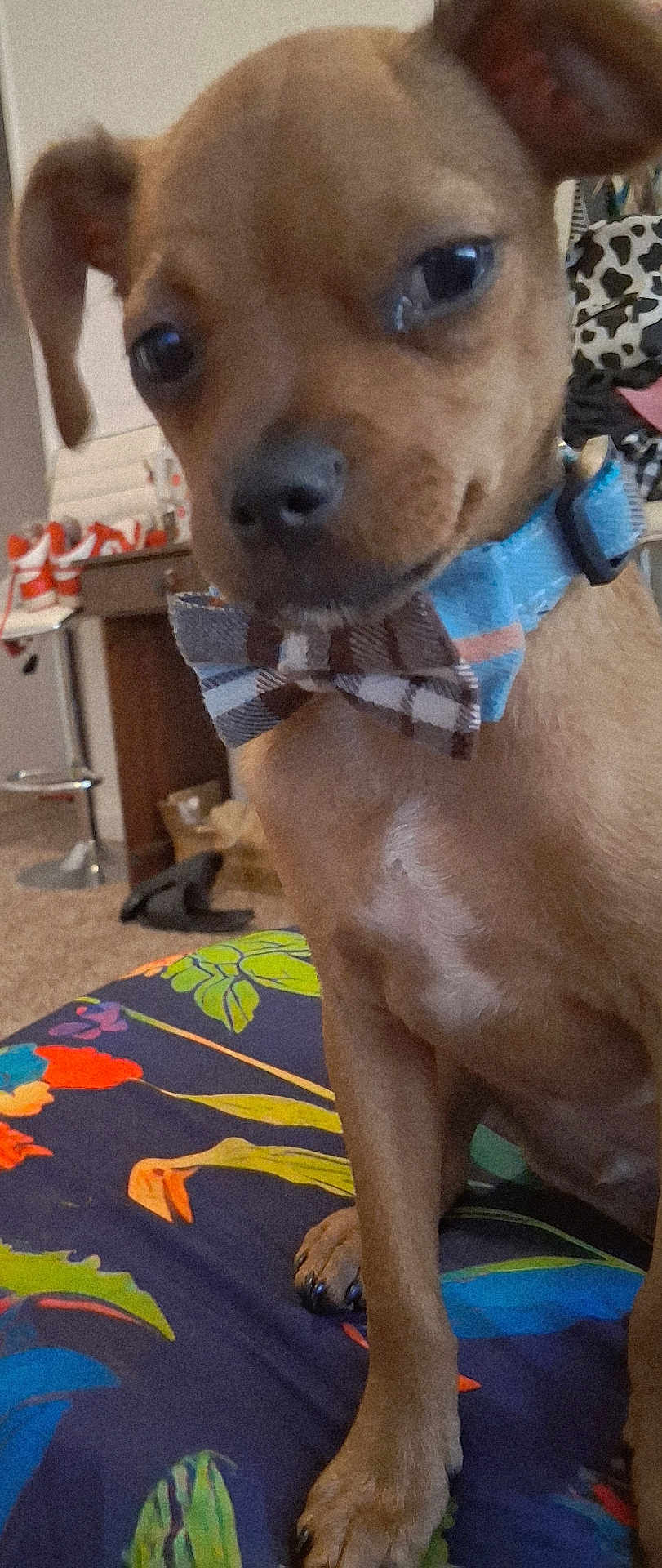 Kota Bear