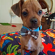 Kota Bear joined the competition — help win amazing prizes! puppy, dog, bow_tie, pet, indoor, bedspread, floral_pattern, brown, cute, small_dog, animal, fur, collar, sitting, carpet, furniture, mirror, room, decor, closeup