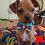 puppy, dog, bow_tie, pet, indoor, bedspread, floral_pattern, brown, cute, small_dog, animal, fur, collar, sitting, carpet, furniture, mirror, room, decor, closeup