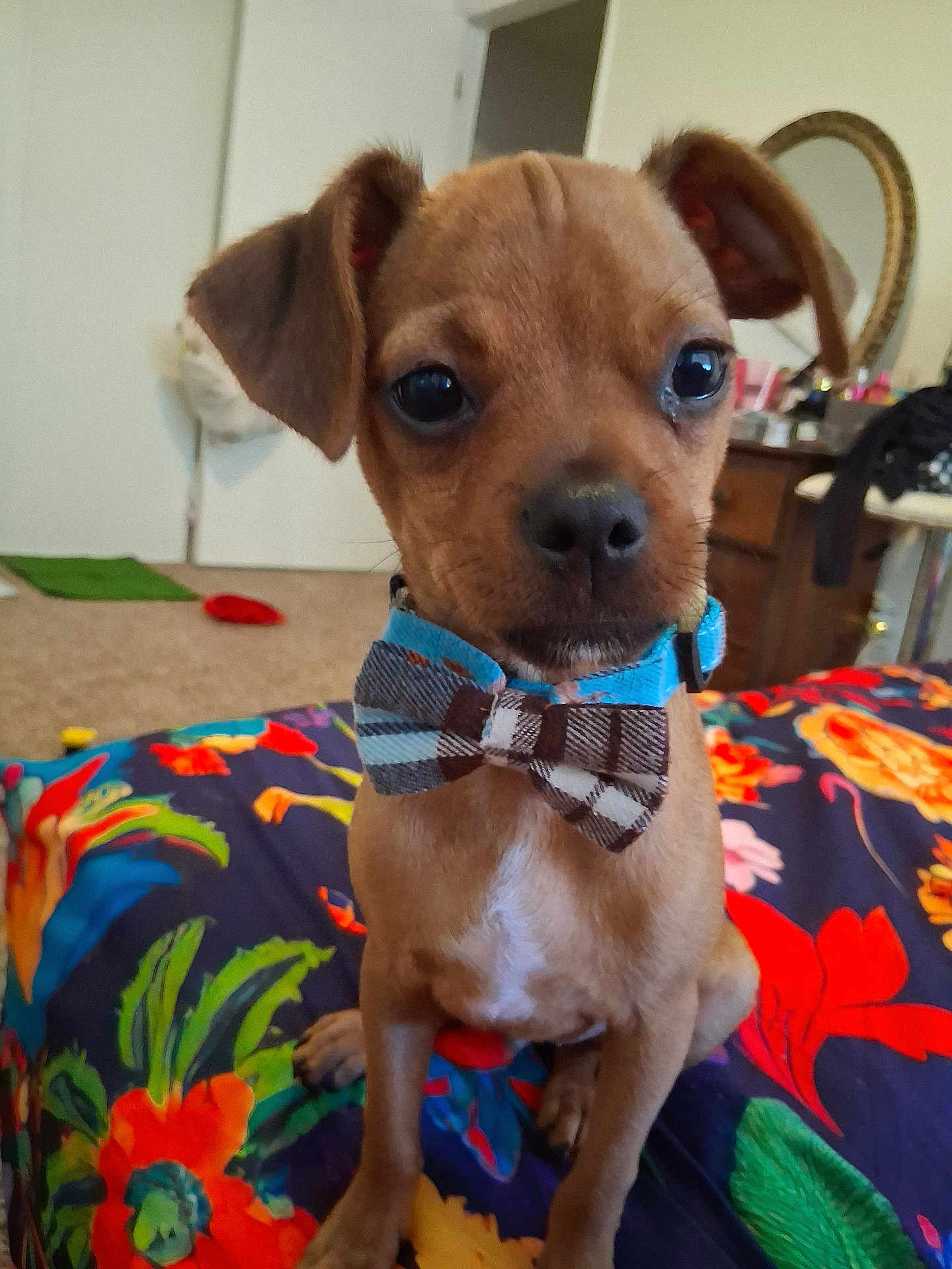 Kota Bear