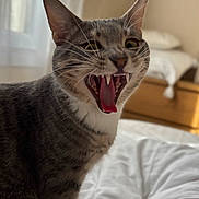 Mistral participe au concours pour gagner de l'argent avec cette photo : cat, tabby, animal, pet, indoor, bedroom, feline, fur, whiskers, teeth, tongue, mouth_open, ears, bed, blanket, domestic_animal, cute, closeup, playful, expression