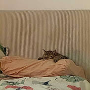 Bun participe au concours pour gagner de l'argent avec cette photo : kitten, cat, sleeping, pillow, bed, headboard, bedding, blanket, floral_pattern, indoor, cozy, resting, pet, feline, striped_cat, comfort, cute, domestic_cat, quiet, relaxation