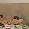 bed, bedding, blanket, cat, comfort, cozy, cute, domestic_cat, feline, floral_pattern, headboard, indoor, kitten, pet, pillow, quiet, relaxation, resting, sleeping, striped_cat