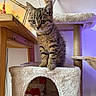 animal, cat_tree, cozy, curious, cute, ears, furniture, home, indoor, kitten, lamp, paws, pet, plush, tabby, toy, wall_art, whiskers, wooden_table, young_cat