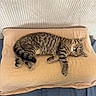 Bun a rejoint le concours — aidez-le/la à gagner de superbes lots ! kitten, cat, sleeping, tabby, pillow, cozy, indoor, resting, feline, fur, cute, pet, animal, striped, soft, comfortable, relaxed, domestic_cat, nap, cushion
