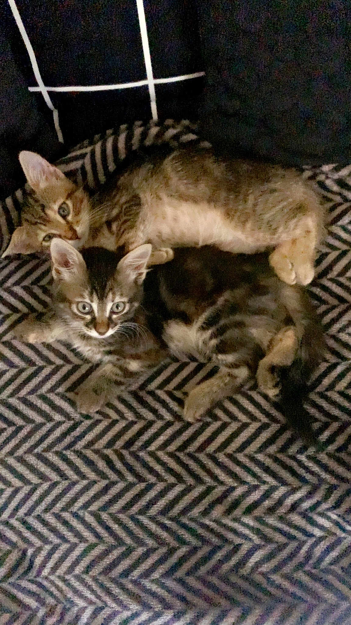 Kitty Et Luna