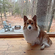 Lucifer joined the competition — help win amazing prizes! dog, window, wooden_floor, indoor, outdoor, trees, forest, adirondack_chair, fire_pit, pet, brown_and_white, sitting, calm, nature, daylight, cozy, fur, looking_at_camera, house_interior, relaxing