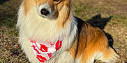 Lucifer is registered to the contest to win money with this photo: dog, corgi, bandana, xoxo, outdoor, grass, sunlight, pet, animal, cute, fluffy, brown, white, ears, portrait, canine, friendly, nature, summer, adorable
