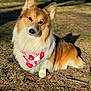 dog, corgi, bandana, xoxo, outdoor, grass, sunlight, pet, animal, cute, fluffy, brown, white, ears, portrait, canine, friendly, nature, summer, adorable