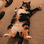Nevaeh is registered to the contest to win money with this photo: cat, calico_cat, animal, pet, feline, indoor, couch, furniture, carpet, lamp, relaxed, lying_down, curious, two_cats, tail, paw, whiskers, domestic, home, cozy