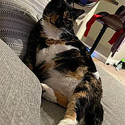 Nevaeh is registered to the contest to win money with this photo: cat, calico, feline, pet, indoor, couch, relaxed, lounging, fur, whiskers, paw, tail, home, furniture, stool, carpet, clothing, wall, floor, domestic