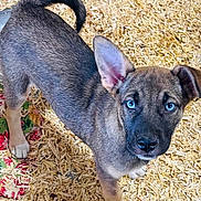 Zira joined the competition — help win amazing prizes! puppy, dog, blue_eyes, curious, pet, animal, fur, wood_shavings, cute, young_dog, indoor, looking_up, ears, tail, four_legs, playful, adorable, canine, domestic_animal, standing
