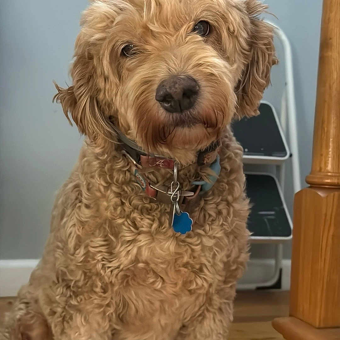 Hogan joined the competition — help win amazing prizes! animal, brown_fur, collar, companion, curious, curly_fur, cute, dog, domestic_animal, floor, friendly, fur, indoor, looking_up, pet, portrait, sitting, stairs, step, wooden_floor