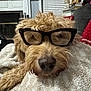 Hogan joined the competition — help win amazing prizes! dog, glasses, curly_fur, pet, blanket, indoor, cozy, fireplace, living_room, furniture, relaxing, brown_fur, closeup, cute, portrait, home, decor, animal, resting, funny