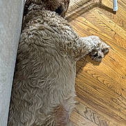 Hogan is registered to the contest to win money with this photo: dog, curly_fur, lying_down, indoor, wooden_floor, paw, relaxed, wall, light_and_shadow, pet, canine, fur, floor, resting, collar, side_view, animal, mammal, domestic_animal, quiet