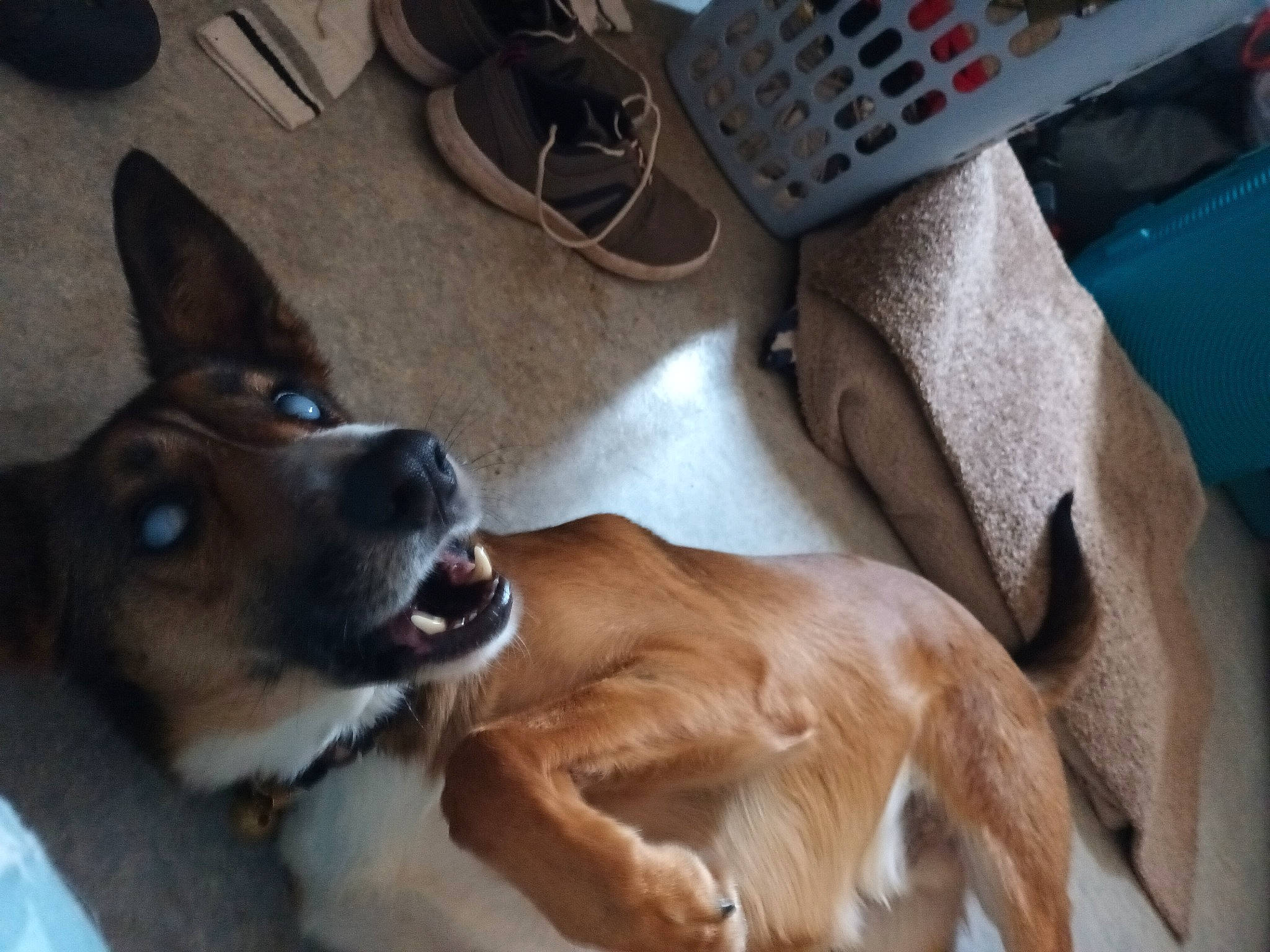 Angel a rejoint le concours — aidez-le/la à gagner de superbes lots ! canidae, carnivore, comfort, companion_dog, dog, dog_breed, dog_supply, fawn, foot, fur, guard_dog, herding_dog, human_leg, paw, snout, sporting_group, tail, whiskers, working_animal, working_dog