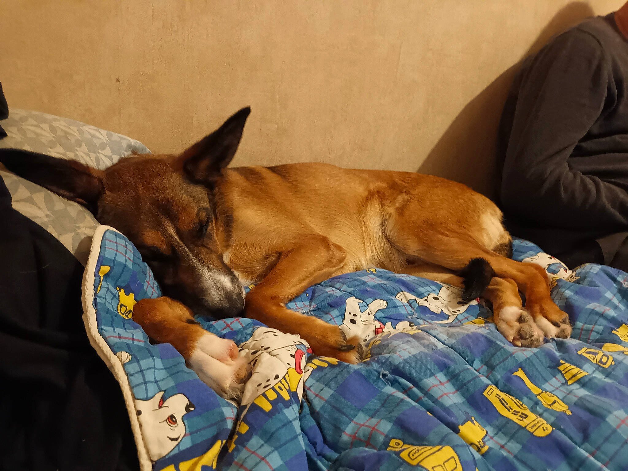 Angel a rejoint le concours — aidez-le/la à gagner de superbes lots ! bed_sheet, bedding, bedtime, blanket, canidae, carnivore, comfort, companion_dog, dog, dog_breed, dog_supply, fawn, linens, liver, nap, non_sporting_group, sleep, sporting_group, toy_dog, working_animal