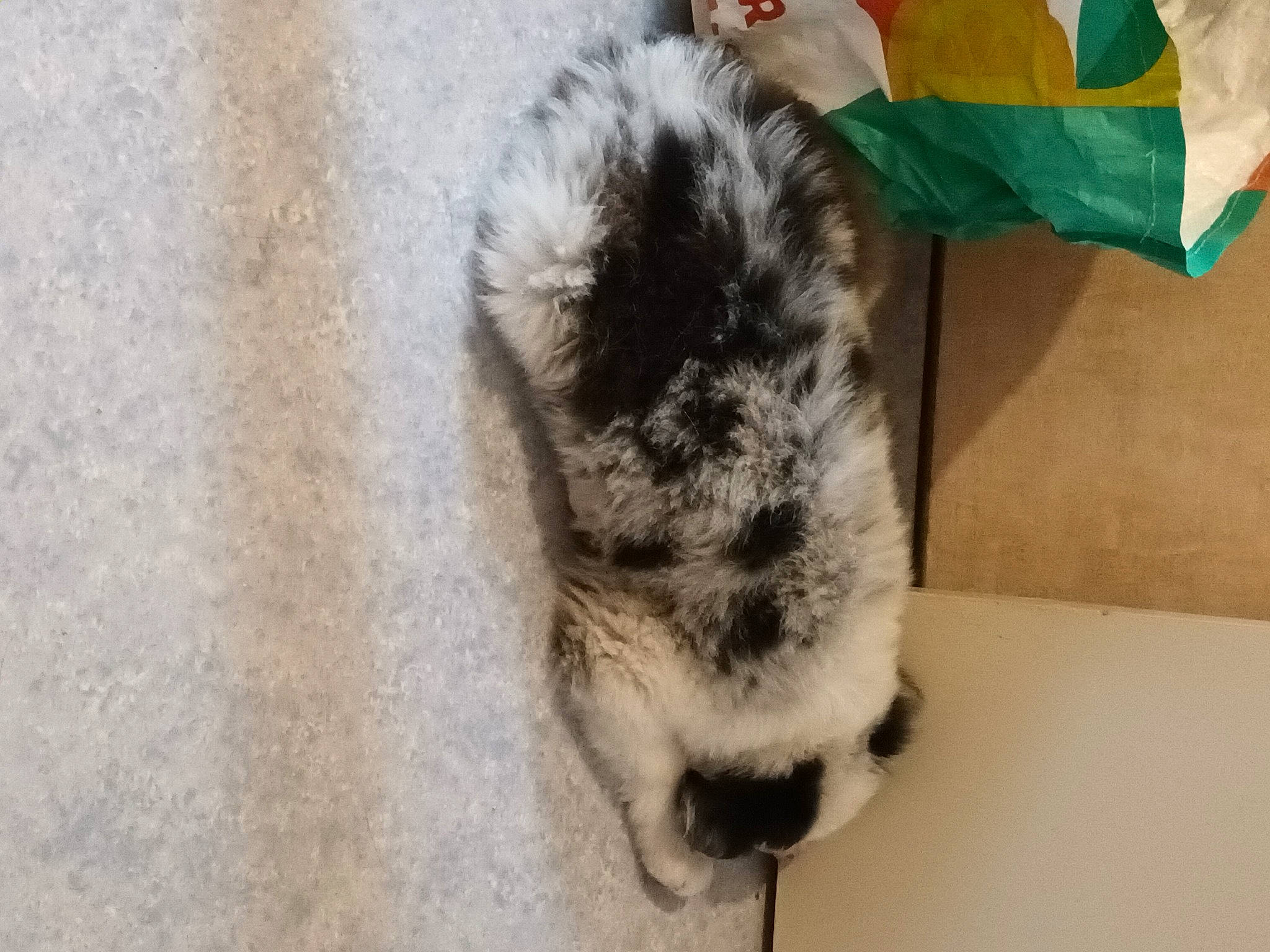 Taïko a rejoint le concours — aidez-le/la à gagner de superbes lots ! canidae, carnivore, cat, claw, dog_breed, domestic_short_haired_cat, felidae, flag, fur, human_leg, paw, small_to_medium_sized_cats, snout, sporting_group, tail, terrestrial_animal, tree, whiskers, wood