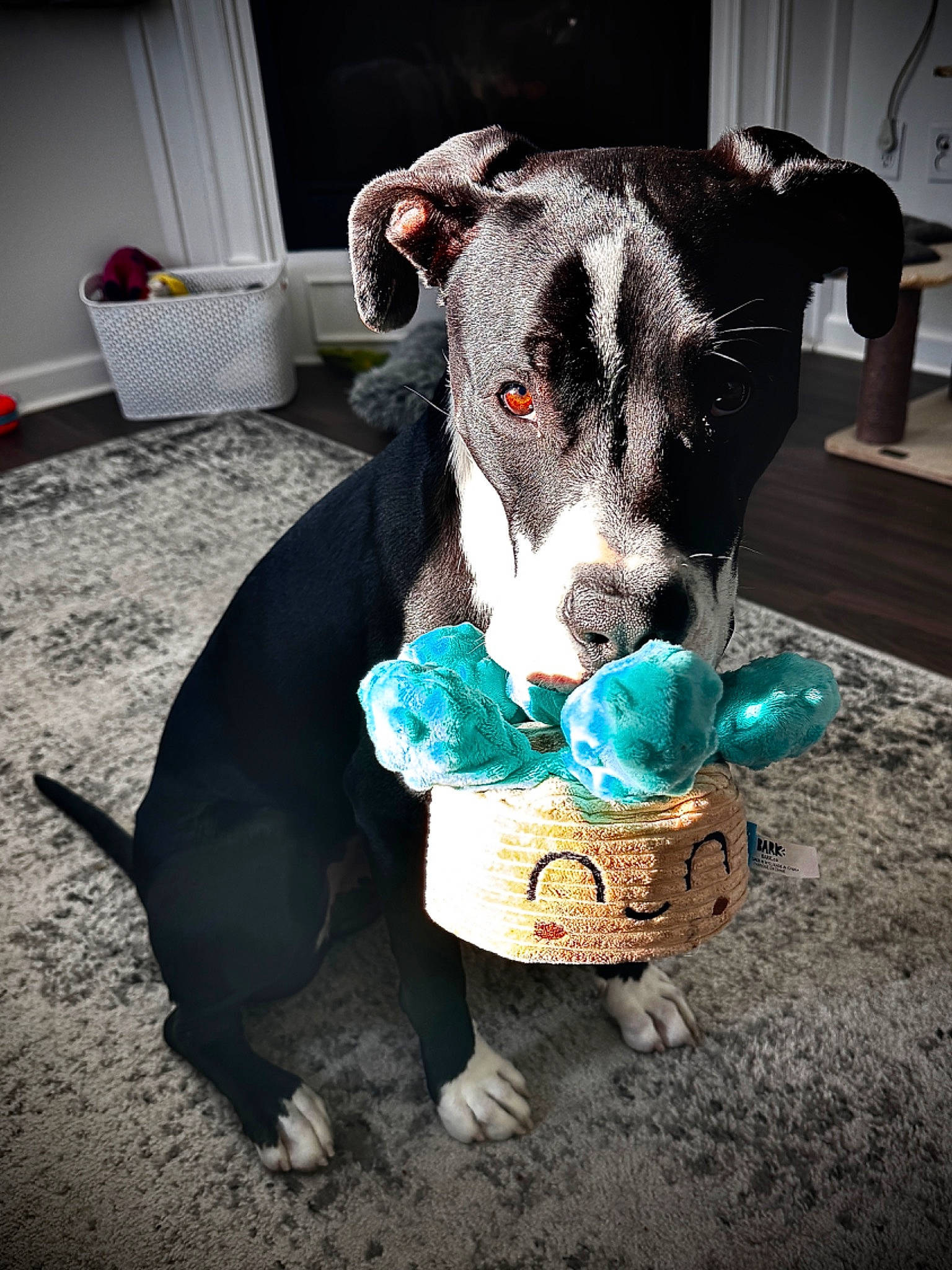 Jackpot is registered to the contest to win money with this photo: canidae, carnivore, collar, companion_dog, dog, dog_breed, dog_supply, electric_blue, fawn, fur, livestock, non_sporting_group, sitting, snout, sporting_group, tableware, terrestrial_animal, whiskers, wool, working_animal