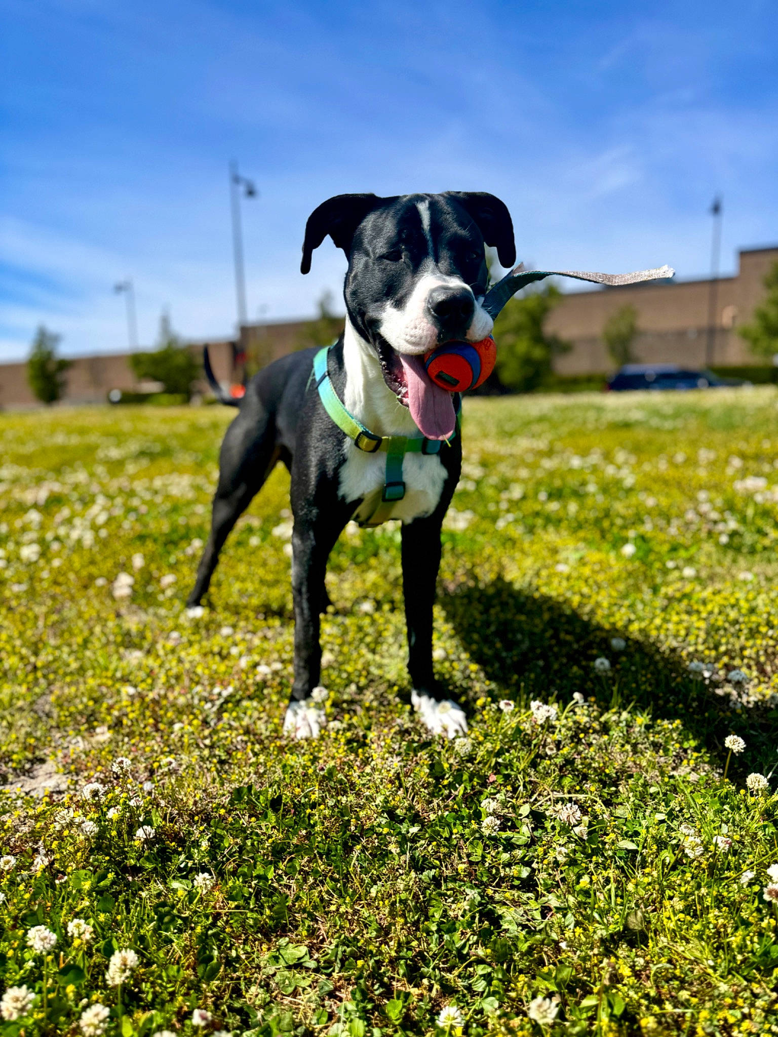 Jackpot joined the competition — help win amazing prizes! ball, carnivore, cloud, companion_dog, dog, dog_breed, dog_supply, fawn, flower, grass, grassland, groundcover, lawn, meadow, people_in_nature, plant, sky, snout, sporting_group, working_animal