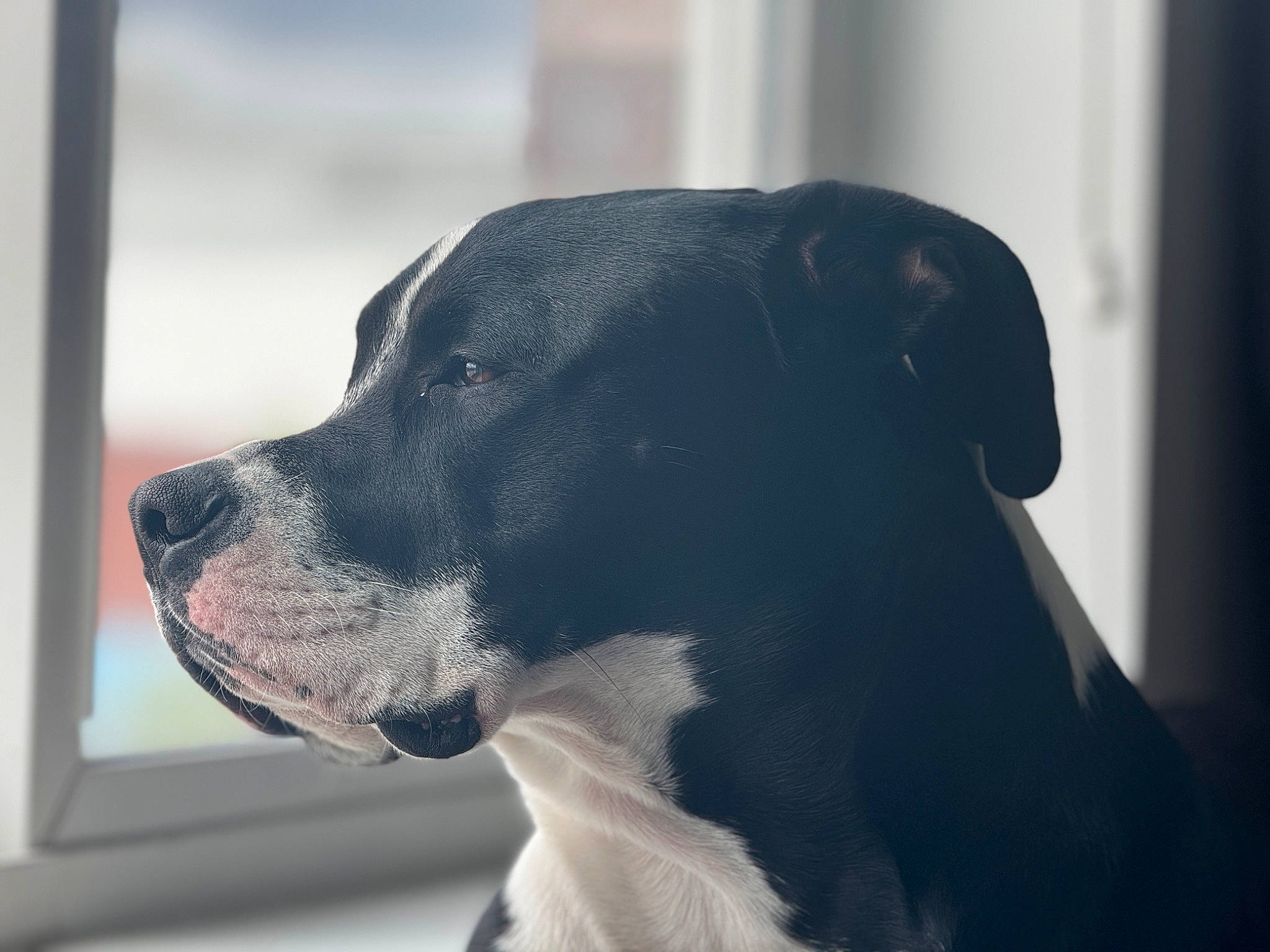 Jackpot is registered to the contest to win money with this photo: canidae, carnivore, collar, companion_dog, dog, dog_breed, dog_collar, eye, fawn, fur, head, metal, monochrome_photography, non_sporting_group, pet_supply, snout, sporting_group, whiskers, working_animal, working_dog