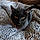 Binx