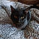 Binx