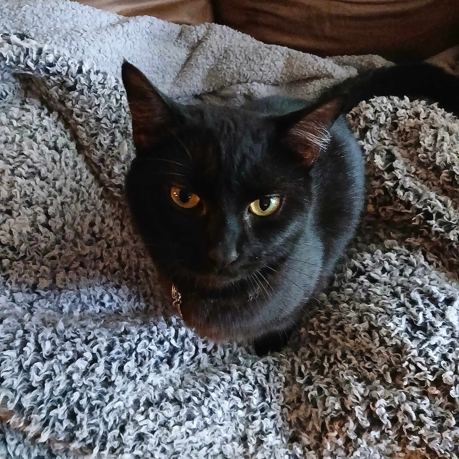 Binx is registered to the contest to win money with this photo: animal, black_cat, blanket, cat, companion, cozy, cute, domestic_animal, eyes, feline, fur, home, indoor, looking_up, pet, relaxing, sitting, soft_light, texture, whiskers