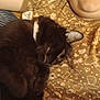 person, cat, glasses, smile, patterned_shirt, black_cat, indoor, closeup, cozy, relaxing, pet, animal, human, comfort, cuddle, face, arm, feline, resting, casual