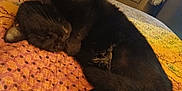 Binx is registered to the contest to win money with this photo: black_cat, sleeping, curled_up, quilt, bed, indoor, cozy, feline, pet, resting, fur, paw, cabinet, wooden_furniture, home, quiet, relaxation, domestic_animal, animal, cute