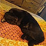 black_cat, sleeping, curled_up, quilt, bed, indoor, cozy, feline, pet, resting, fur, paw, cabinet, wooden_furniture, home, quiet, relaxation, domestic_animal, animal, cute