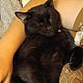 Binx is registered to the contest to win money with this photo: black_cat, sleeping, cat, pet, indoor, cozy, arm, blanket, resting, fur, animal, cute, domestic_cat, relaxed, comfort, human_arm, close_up, soft, nap, peaceful