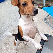 Roza participe au concours pour gagner de l'argent avec cette photo : dog, tricolor, small_dog, standing, hind_legs, paws, glass_table, ear_up, ear_flopped, buddha_statue, planter, concrete_floor, outdoor, pet, tail_wagging, playful, curious, animal, backyard, close_up