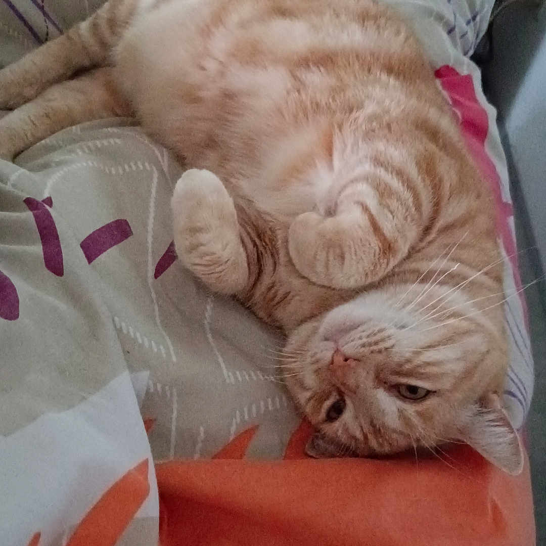 Tigrou a rejoint le concours — aidez-le/la à gagner de superbes lots ! abyssinian, animal, bed, bedroom, blanket, cat, chair, couch, cushion, furniture, homedecor, indoors, kitten, linen, manx, person, pet, quilt, room, sleeping