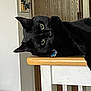black_cat, cat, green_eyes, indoor, wooden_table, furniture, pet, animal, curious, relaxed, paw, collar, decor, wall_hanging, door, household, domestic, cute, face, resting