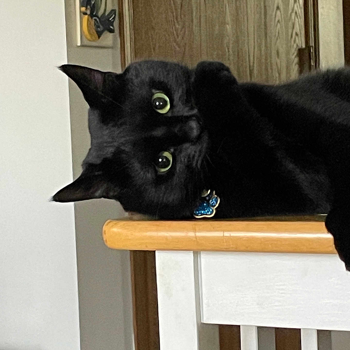 Toby joined the competition — help win amazing prizes! animal, black_cat, cat, collar, curious, cute, decor, domestic, door, face, furniture, green_eyes, household, indoor, paw, pet, relaxed, resting, wall_hanging, wooden_table