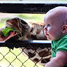 animal, baby, child, closeup, curious, daylight, face, feeding, fence, giraffe, green_shirt, hand, infant, leaf, nature, outdoor, person, portrait, wildlife, zoo