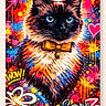 Sammy is registered to the contest to win money with this photo: