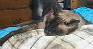 Sammy joined the competition — help win amazing prizes! animal, bedroom, blanket, blue, cat, closeup, cozy, domestic_cat, fur, furniture, indoor, pet, plaid, quilt, relaxation, resting, siamese_cat, sleeping, soft, wooden