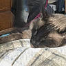 Sammy joined the competition — help win amazing prizes! animal, bedroom, blanket, blue, cat, closeup, cozy, domestic_cat, fur, furniture, indoor, pet, plaid, quilt, relaxation, resting, siamese_cat, sleeping, soft, wooden