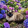 cat, siamese_cat, blue_eyes, flower_garden, hydrangea, purple_flowers, pink_flowers, green_leaves, outdoor, nature, pet, animal, fur, relaxing, lying_down, close_up, garden_path, sunlight, colorful, peaceful