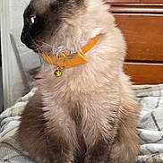 Sammy is registered to the contest to win money with this photo: cat, siamese_cat, feline, pet, collar, bell, fluffy, fur, indoor, blanket, bedroom, wooden_furniture, brown, yellow, side_view, animal, domestic_animal, cute, sitting, alert