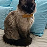 cat, siamese_cat, blue_eyes, yellow_bow, collar, fluffy_fur, pet, indoor, bed, pillow, light_blue, sitting, animal, feline, cute, domestic_cat, fur, whiskers, tail, resting