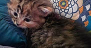 Kitkat Pawdryhepburn joined the competition — help win amazing prizes! animal, blue, cat, closeup, comfort, cozy, cushion, cute, domestic_animal, floral_pattern, fur, furry, indoor, kitten, pet, resting, sleepy, soft, whiskers, young