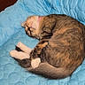 animal, blanket, blue, cat, comfort, cozy, cute, domestic_animal, feline, fur, indoor, nap, paw, pet, quilted, relaxed, resting, sleeping, soft, tail